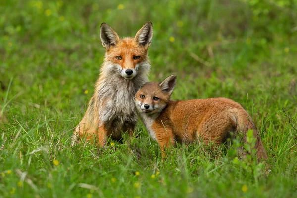 Bonito vermelho raposa filhote aninhado para ela mãe no verde grama no primavera — Fotografia de Stock