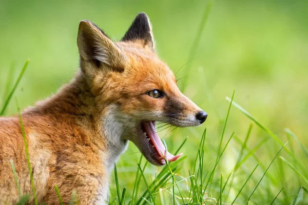 Jovem raposa vermelha bocejando na grama no verão em close — Fotografia de Stock