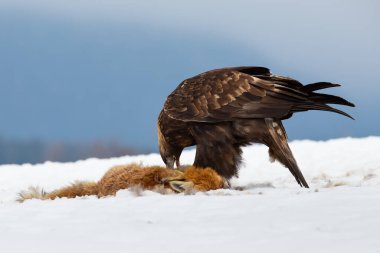 Golden eagle eating prey on snow in wintertime nature clipart