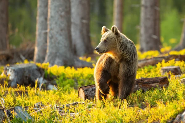 Braunbär schaut mit Vorderbein in der Luft im sonnenbeschienenen Wald zur Seite — Stockfoto