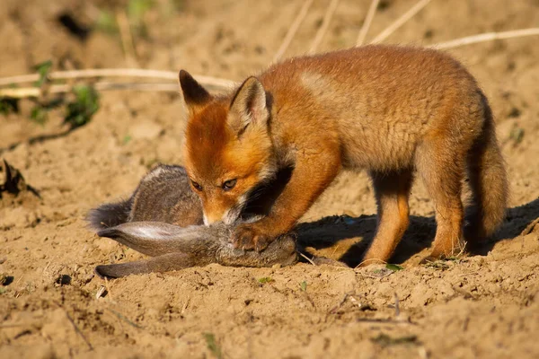 Junges Rotfuchsjunges steht mit Klauen auf getöteter Beute — Stockfoto