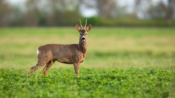 鹿儿望着春天的草地上的相机 — 图库照片