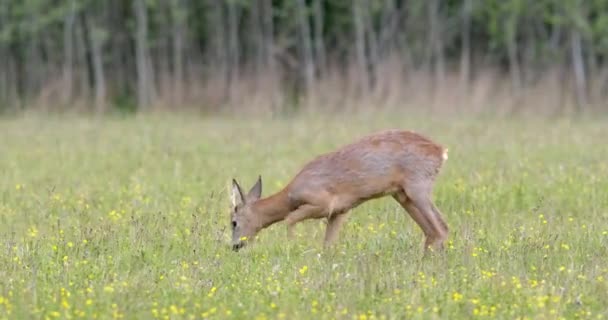 Aggressive roe deer buck marking its territory by digging with hooves on meadow — Stock Video