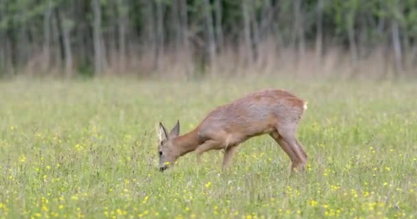 Aggressiver Rehbock markiert sein Revier, indem er mit Hufen auf der Wiese gräbt — Stockvideo