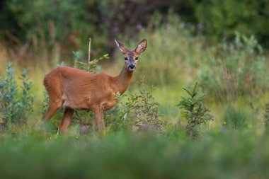 Yazın yeşil çalılığın yanındaki kameraya bakan geyik ceylanı.