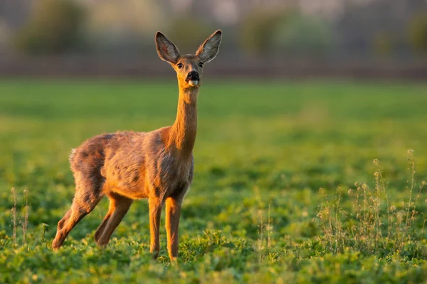 Roe jelen doe při pohledu na zelenou mýtinu v jarním slunci — Stock fotografie