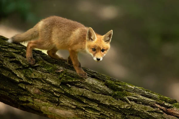 Jovem raposa vermelha andando na árvore na natureza verão — Fotografia de Stock