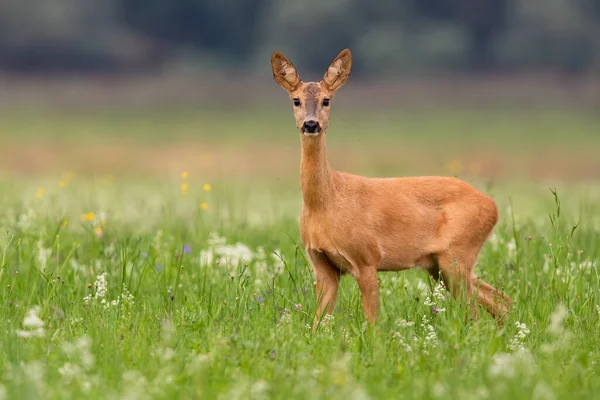 Roe hert doet op zoek naar de camera op gras in de zomer — Stockfoto