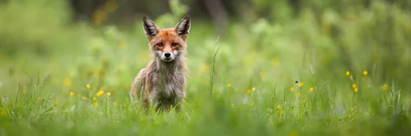 Red fox looking into camera on a green meadow in summer nature with copy space — Stock Photo, Image