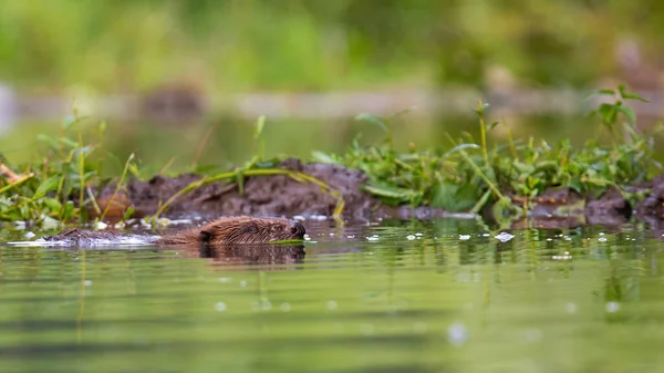 Castor eurasiano nadando na água no verão natureza — Fotografia de Stock