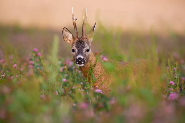 Oculto corça cervo buck olhando de florescendo campo de trevo no verão natureza — Fotografia de Stock