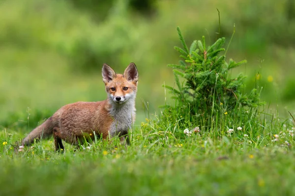 Młodzieńczy rudy lis stojący na łące w wiosennej przyrodzie — Zdjęcie stockowe