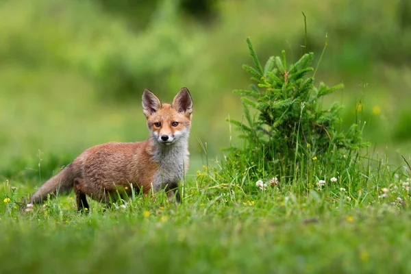 Renard roux juvénile debout sur la prairie au printemps nature — Photo