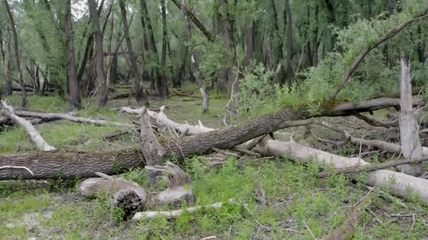 Ripariaans bos met bomen op de grond in de zomer — Stockvideo