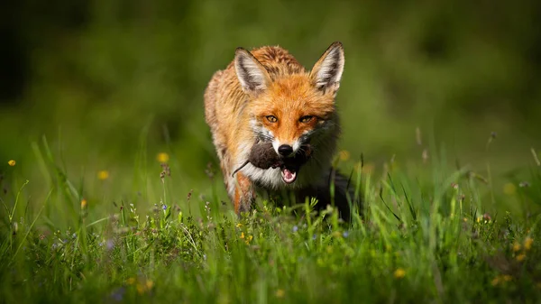 Czerwony lis z myszą w ustach na polana w lecie światło słoneczne — Zdjęcie stockowe