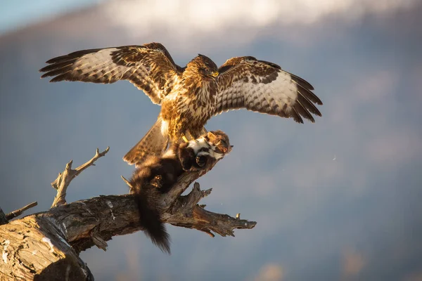 Majestic common buzzard landing on branch with a kill of marten in claws — Stock Photo, Image