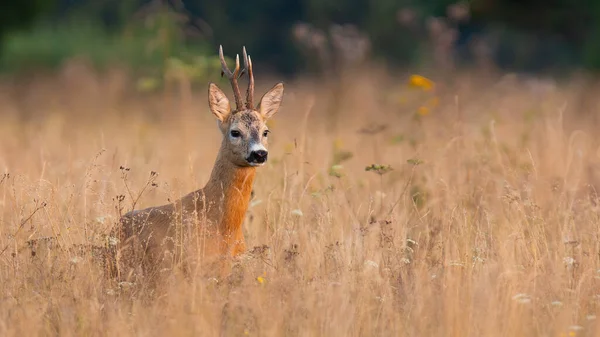 春の大自然の中で背の高い草の中に立つ鹿 — ストック写真