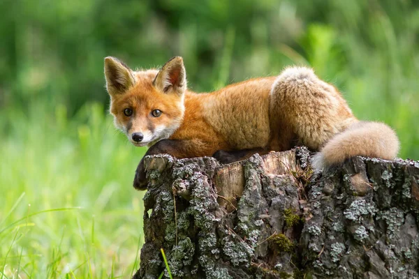Filhote de raposa vermelha bonito deitado em um toco de árvore na floresta da primavera. — Fotografia de Stock