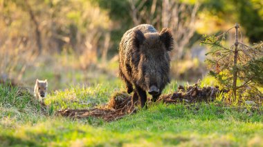 Yaban domuzu anne ve çizgili domuz yavrusu gün ışığında açıklıkta yaklaşıyorlar..