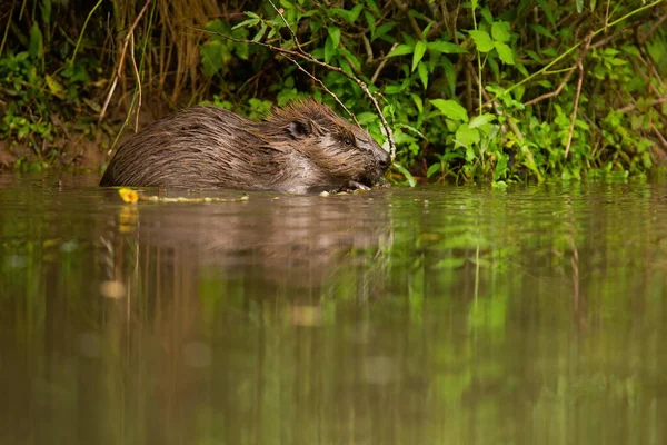 Eurazjatycki bóbr żywiący się gałązką w wodzie na brzegu rzeki — Zdjęcie stockowe