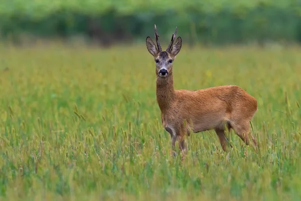 Roe veado buck assistindo em pasto no verão com espaço de cópia — Fotografia de Stock