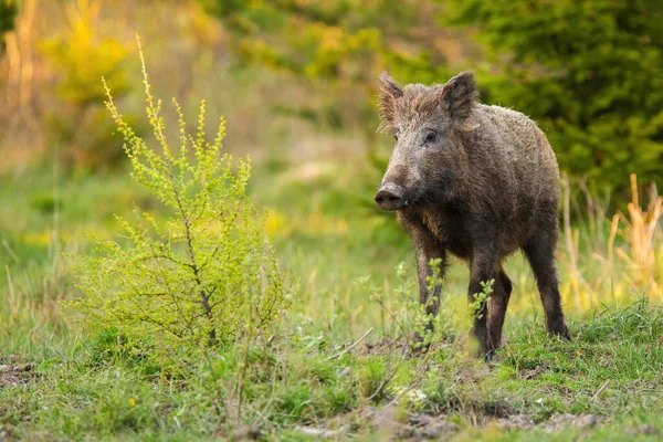 Wild boar standing on a meadow with green bush in springtime nature — Stock Photo, Image