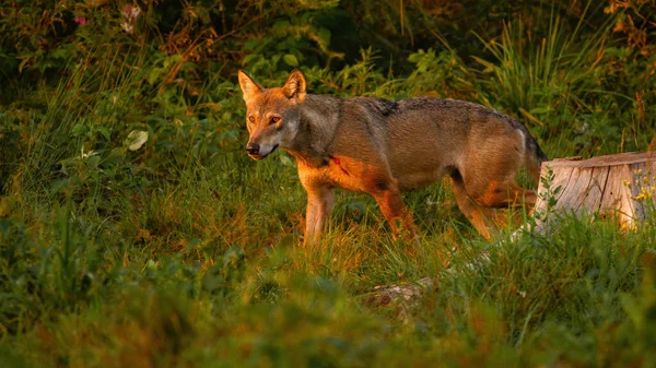 Wolf caminhando na floresta no verão sol da noite — Fotografia de Stock