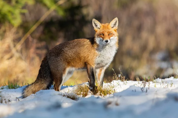 冬季自然雪地上的红狐观测. — 图库照片