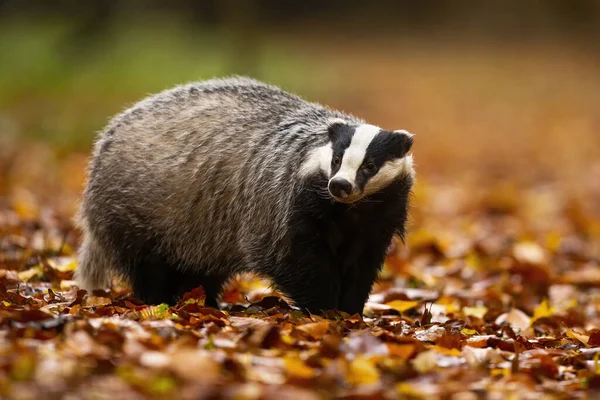 Alert european badger with small head and big fluffy fur walking in the forest — Stock Photo, Image