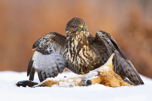 Common buzzard standing next to prey on snow with spread wings — Stock Photo, Image