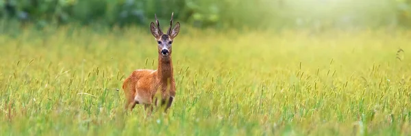 Roe deer staring on field in summer from wide angle — Stock Photo, Image