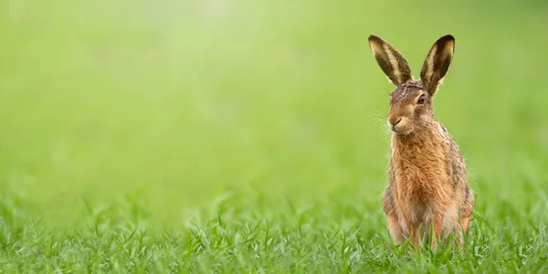 春に緑の芝生の牧草地に座っている茶色いウサギのコピースペース. — ストック写真