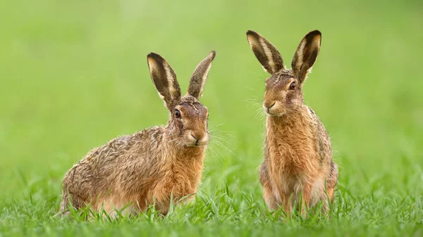 春に緑の芝生の牧草地に座っている2頭の茶色のウサギ. — ストック写真