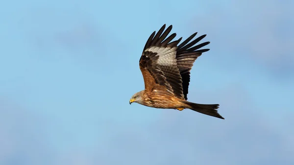 Majestueuze rode vlieger vliegen in de heldere lucht van opzij — Stockfoto