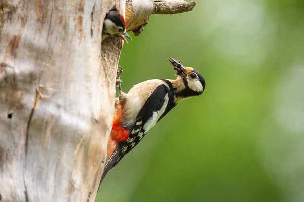 Great spotted woodpecker nesting inside a tree in springtime nature — Stock Photo, Image