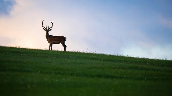 Silhouette di cervo rosso in piedi su una collina erbosa verde — Foto Stock