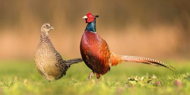 Bahar mevsiminde birbirine yakın duran iki sülün.