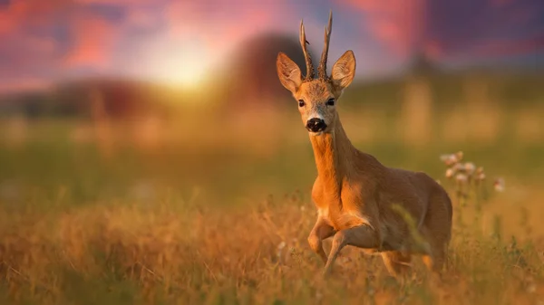 Roe cervo buck correndo mais perto em um prado no verão ao pôr do sol — Fotografia de Stock