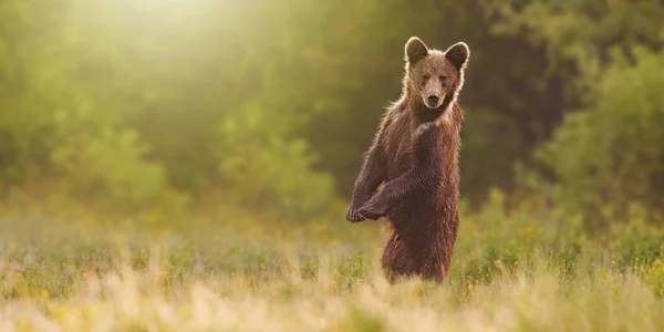 Urso marrom em pé sobre as pernas traseiras na posição vertical no prado com espaço de cópia — Fotografia de Stock