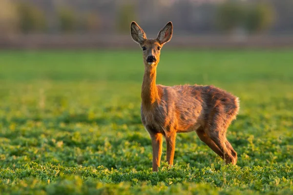 Roe hert hinde staande op grasland in het voorjaar natuur — Stockfoto