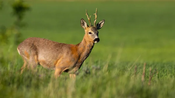 Ciervo de corzo de pie en el campo verde a la luz del sol de primavera —  Fotos de Stock