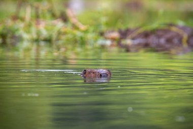 Yazın başı sudan çıkmış Avrasya kunduzu.