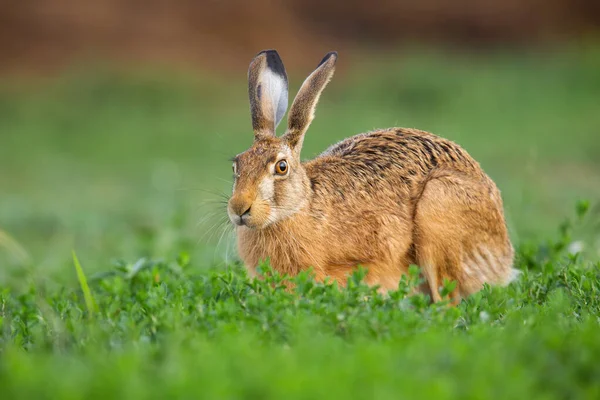 Lepre bruna in cerca di erba nella natura primaverile. — Foto Stock