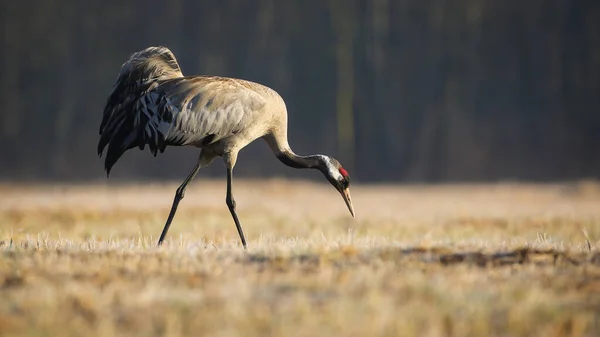 Grue commune à la recherche de nourriture dans l'herbe sèche en automne nature — Photo