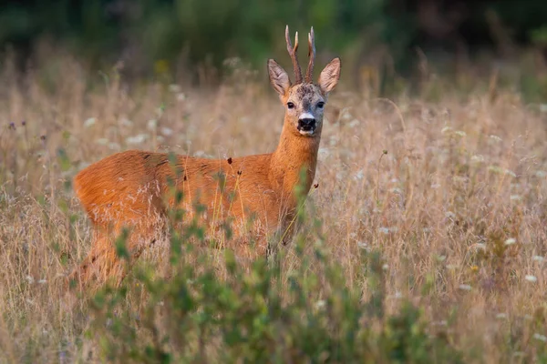 Kozioł jeleni stojący na polu uprawnym w lecie przyroda — Zdjęcie stockowe