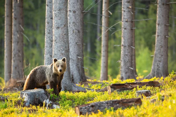 Triste oso pardo mirando el muñón y cortando el árbol — Foto de Stock