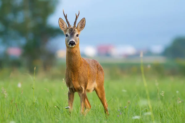 Roe deer standing on glade near civilization in summer — Stock Photo, Image