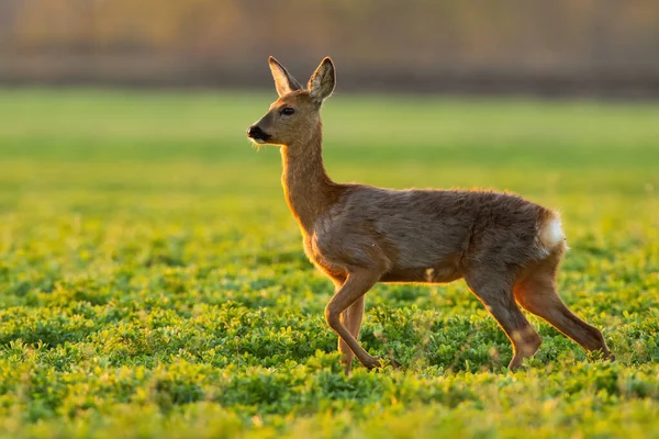 Ciervo caminando a un lado en pastos verdes en la naturaleza primaveral —  Fotos de Stock