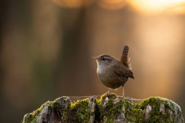 Küçük Avrasyalı çalıkuşu bahar günbatımında ağaç kütüğünde oturuyor.