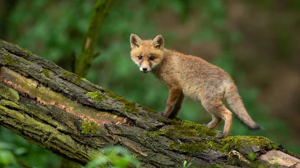 Pequeno filhote de raposa vermelha olhando para a câmera na floresta no verão — Fotografia de Stock